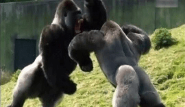 数据快（安土重迁不忘本，披发左衽迎旧人竞赛君不用问知其数，欲钱大方的动物）斐济2v2波黑比分界外球榜排名-趋势研判