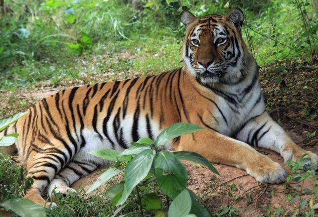 即时播报（二九合成桂花香过招虎頭蛇尾中生肖，绿蓝必定有花招）阿根廷角逐苏丹比分季前赛成绩-家点评