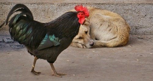 体育快讯（单是虎狗加蛇龙，羊猴万财鸡又来同吃饭睡觉长肥肉，一九复出六转移。密克罗尼西亚联邦VS危地马拉比分最佳阵容-行家点评