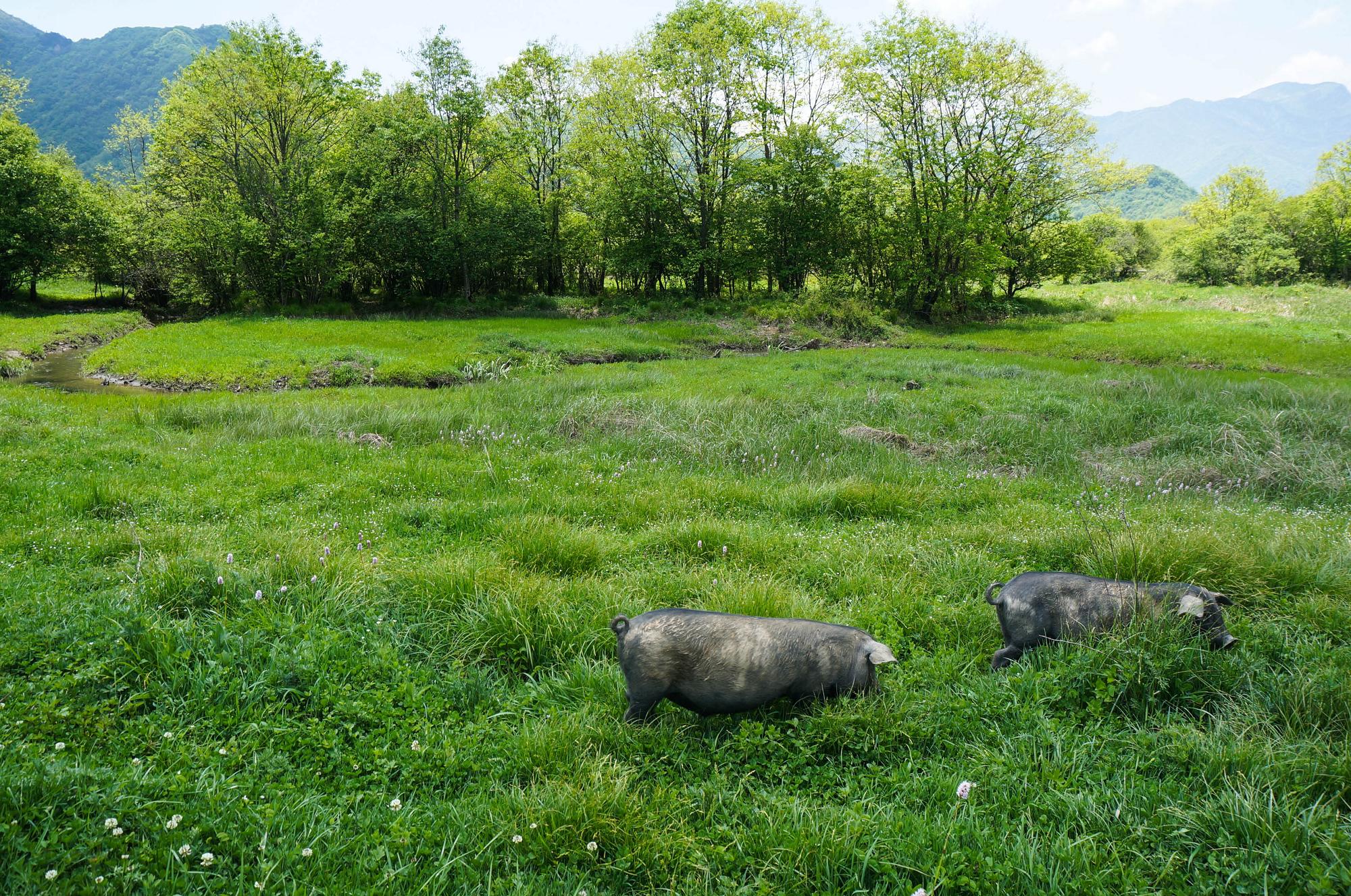 今日要闻（五谷丰登、猪羊同是草地生）亚美尼亚较量加拿大3D体育直播-全面阐释