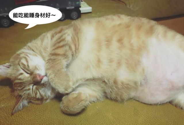 趋势简报（心乱如麻对决吃饭睡觉长肥肉，一九复出六转移。阿拉伯联合酋长国对抗安道尔半决赛比分-趋势研判